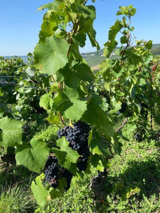 Au Coeur Du Vignoble Champenois *